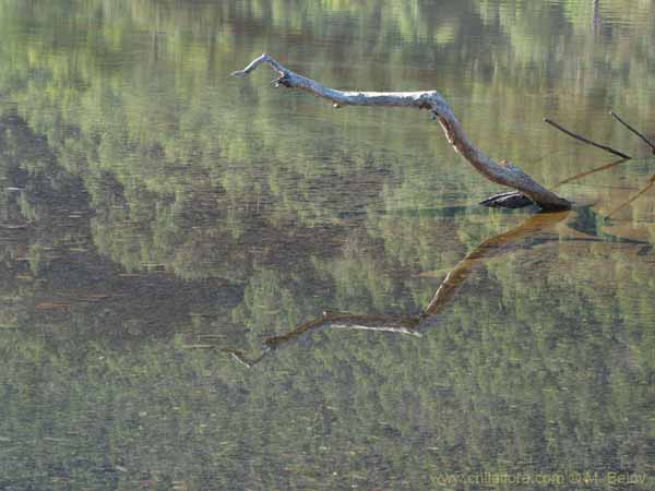 Bild von chilenischen Landschaften